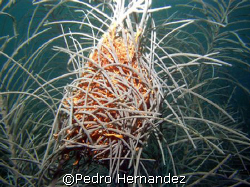 Giant Basket Star in The day time,Humacao Puerto Rico,Cam... by Pedro Hernandez 
